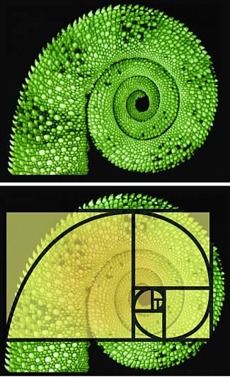 spirala21_fibonacciego_ogon_kameleona.jpg