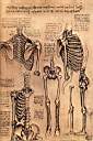leonardo_studia_anatomiczne_szkielet_ok1510.jpg